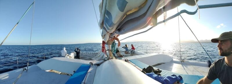 Lanzarote: Whale and Dolphin Watching Eco-Friendly Catamaran - Price & Value Analysis
