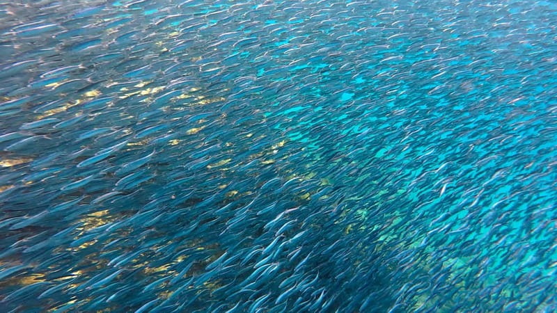 Lanzarote Your First Scuba Diving Experience - Key points / Takeaways