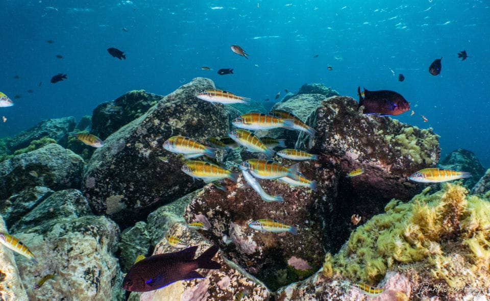 Lanzartefirst Scuba Dive Experience for Children 8-10 Aged - Dive Location and Conditions