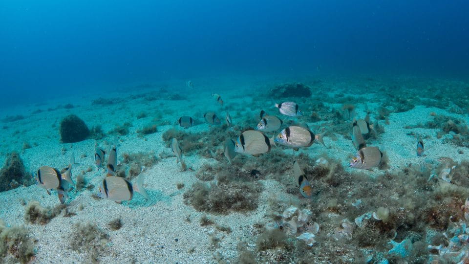 Lanzartefirst Scuba Dive Experience for Children 8-10 Aged - Included Features and Amenities