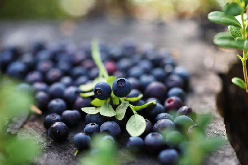 Lapland Cooking Workshop - Key points / Takeaways