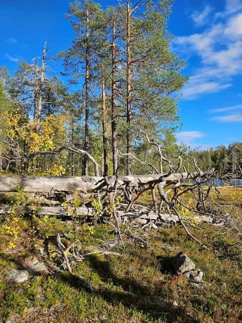 Lapland: Guided Hiking Tour in the Pristine Nature in Luosto - Price and Value