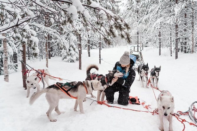 Lapland Husky Safari From Saariselkä - Customer Reviews Overview