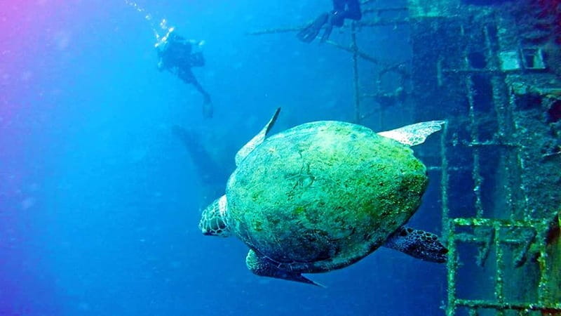 Larnaca: Private Zenobia Beginners Divers - What Makes Zenobia Divers Stand Out