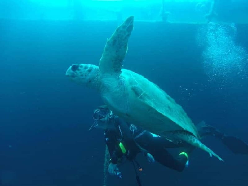 Larnaca: Zenobia Qualified Divers - What to Expect During Your Dive