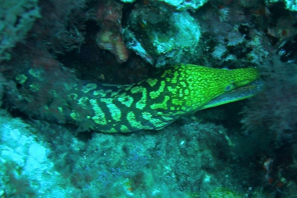 Las Canteras Scuba Diving - Inclusions