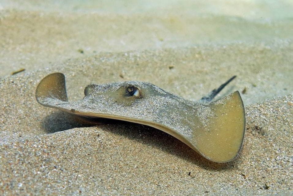 Las Canteras Scuba Diving - Customer Feedback