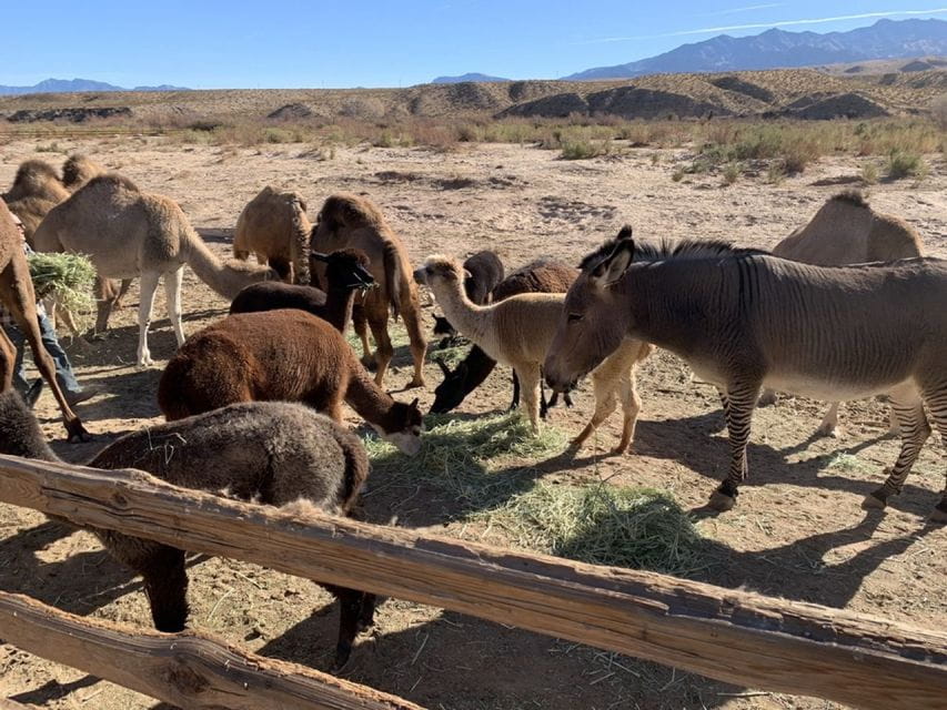 Las Vegas: Camel Safari Zoo Safari Tram Tour - Overview and Pricing