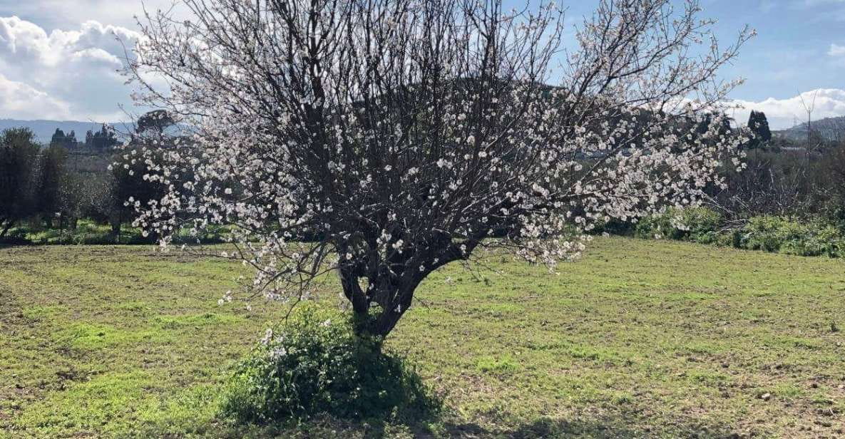 Lassithi Plateau - A Tour in The Land of Windmills - Natural and Cultural Significance