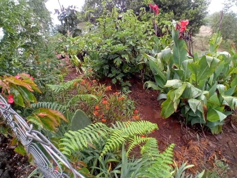 Laurisilva Forest: Hiking and Canarian cider tasting - Key Points / Takeaways