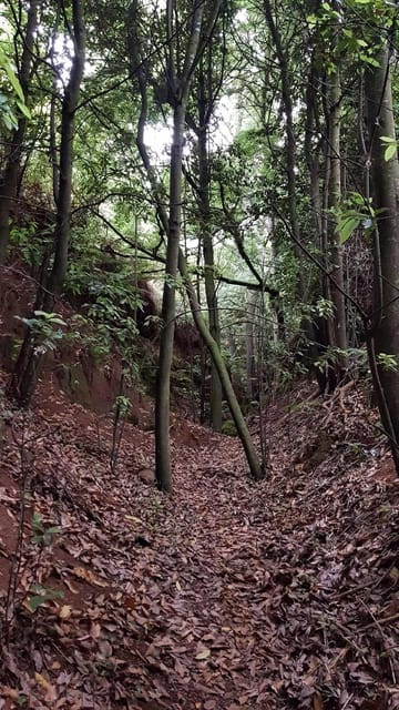 Laurisilva Forest: Hiking and Canarian cider tasting - Entering The Laurisilva Forest: A Closer Look