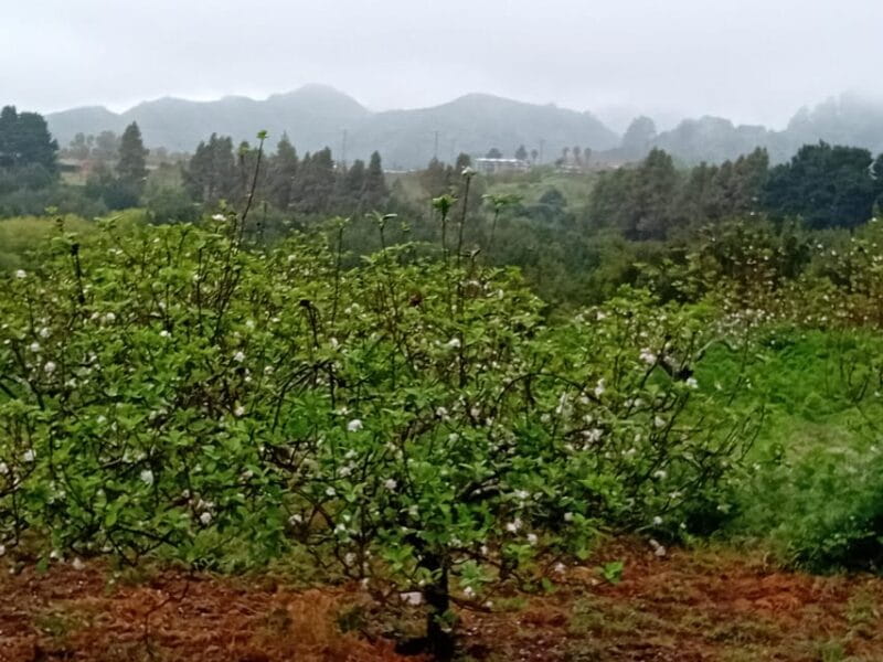 Laurisilva Forest: Hiking and Canarian cider tasting - Final Thoughts: A Natural and Cultural Gem