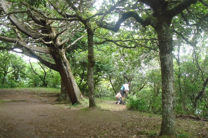 Laurissilva Forest Walk - Exploring Madeira’s Laurissilva Forest Walk: A Detailed Review