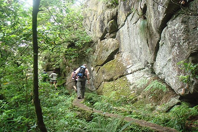 Laurissilva Forest Walk - Key Points / Takeaways