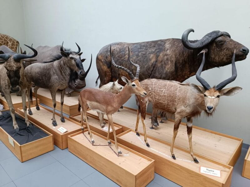 Lausanne: Private Walking Tour with a Local Guide - Key points / Takeaways