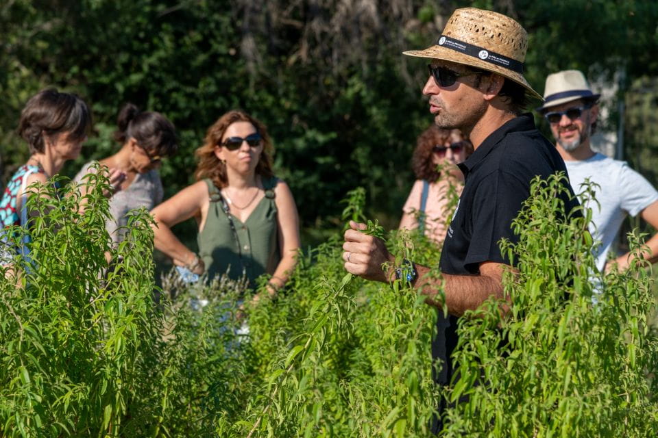 Lavender Field & Distillery Tour Between Nimes & Arles - Exploring Aromatic Plants