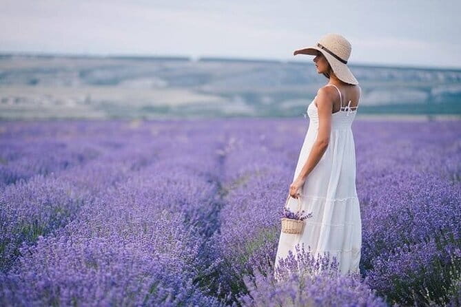 Lavender Fields Full Day Private Tour From Marseille - Key points / Takeaways