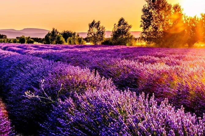 Lavender Fields Full Day Private Tour From Marseille - Entering the Heart of Provence: The Itinerary Breakdown