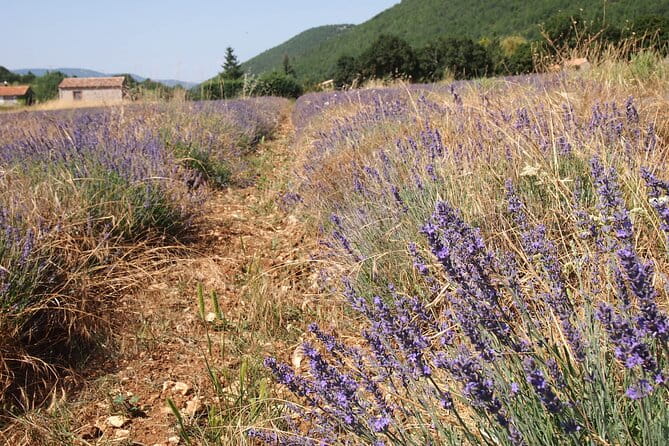 Lavender Full-day Tour in Sault From AIX-EN-PROVENCE - Exploring Provence’s Lavender Fields: A Full-Day Journey