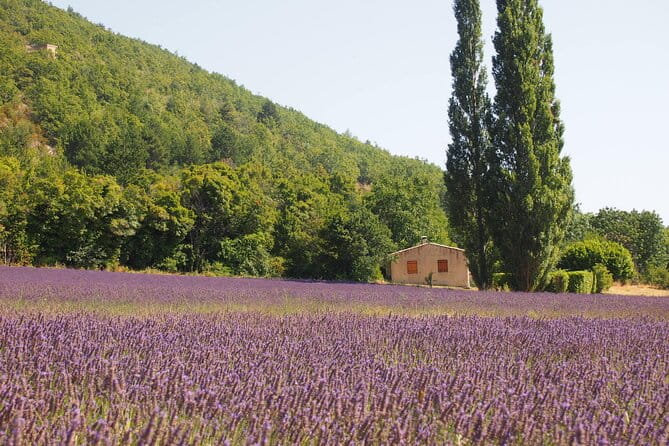 Lavender Full-day Tour in Sault From AIX-EN-PROVENCE - Final Thoughts