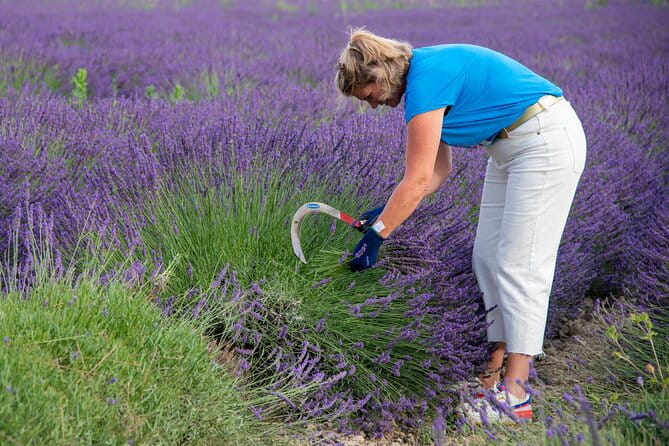 Lavender Harvesting and Distillation Workshop in Bellegarde - Authentic Experience and Local Highlights