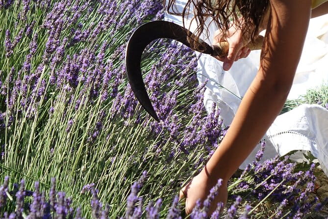 Lavender Harvesting and Distillation Workshop in Bellegarde - Who Will Love This?