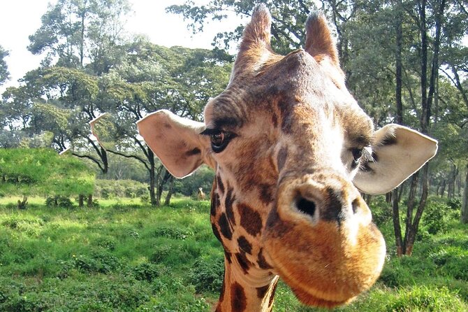 Layover & Stopover in Nairobi Private Tour - Positive Traveler Feedback