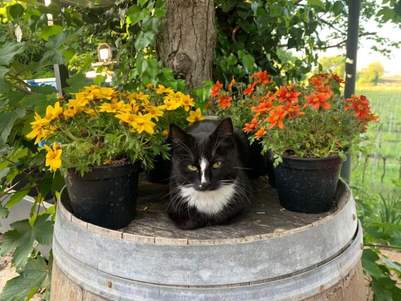 Lazise: Biodynamic Farm Tour and Natural Wine Tasting - Final Thoughts