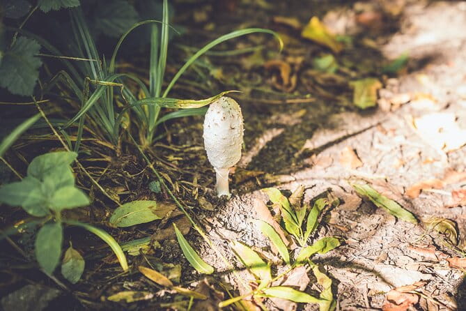 Learn to forage in Llangollen - What You Can Expect on the Foraging Walk