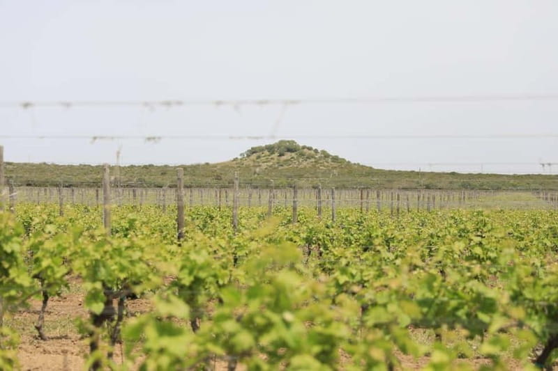 Lecce: Taranto and Manduria Winery Tour with Wine Tasting - Frequently Asked Questions