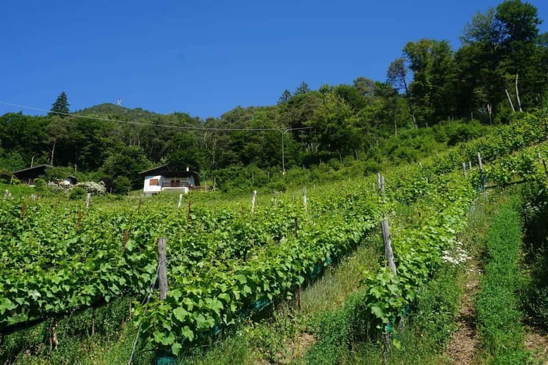 Ledro Lake: Guided Tour & Wine Tasting Among the Vines - Key points / Takeaways