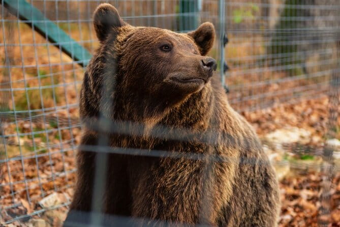 Legends&Wildlife Awaits: Dracula's Castle & Bear Sanctuary - Who Will Love This Tour?