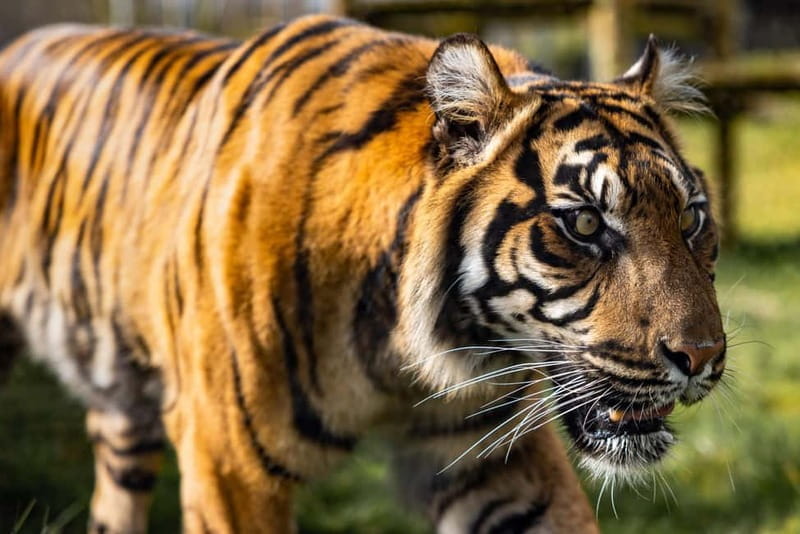 Leicestershire: Twycross Zoo Entry Ticket - Key points/Takeaways