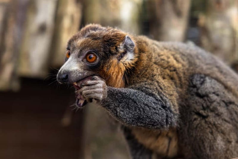 Leicestershire: Twycross Zoo Entry Ticket - Who Will Love Twycross Zoo?