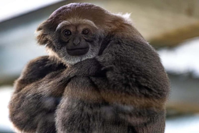 Leicestershire: Twycross Zoo Entry Ticket - Final Thoughts: Is Twycross Worth It?