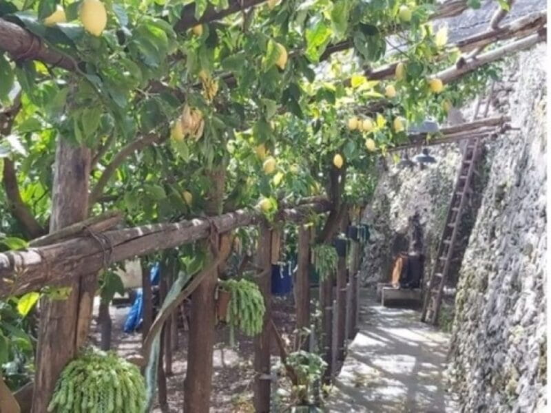 Lemon Experience with Limoncello demonstration - FAQ