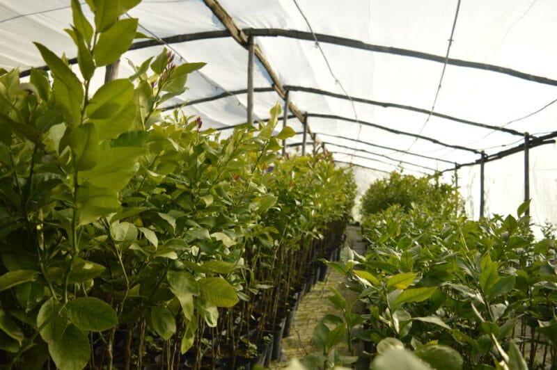 Lemon Nursery & Limoncello: Sorrento E-Bike Tour - Final Thoughts