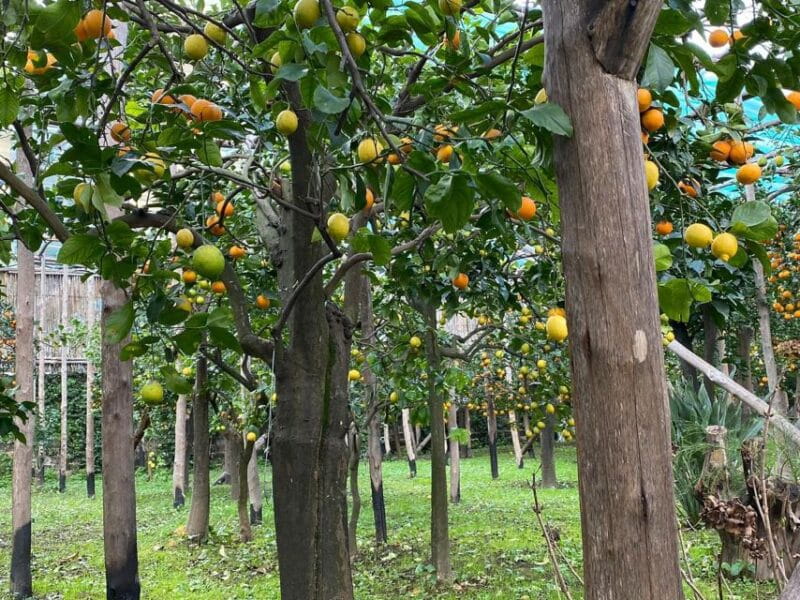 Lemon Tour with Lunch/Dinner - Who Should Consider This Tour?