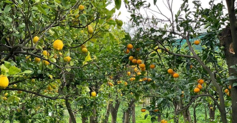 Lemon Tour with Lunch/Dinner - FAQ