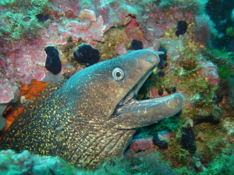 L'Escala: Introductory diving in the Montgri Nature Reserve - Key points / Takeaways