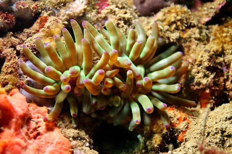 L'Escala: Introductory diving in the Montgri Nature Reserve - FAQ