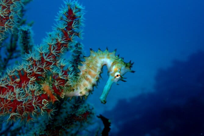 Lets Enjoy Scuba Diving in Izu Oceanic Park Izu Peninsula for Certificate Diver - Rental Equipment and Preparation