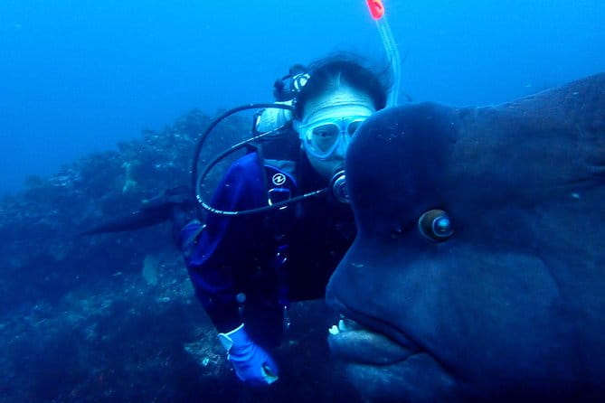 Lets Enjoy Scuba Diving in Izu Oceanic Park Izu Peninsula for Certificate Diver - Meeting Point and Arrival Options