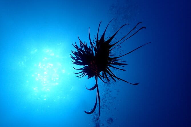 Lets Enjoy Scuba Diving in Izu Oceanic Park Izu Peninsula for Certificate Diver - Customer Testimonials and Feedback