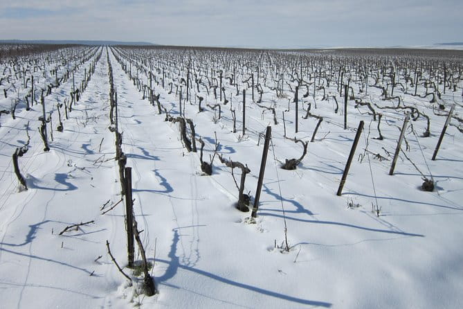 Let's take a walk in the vineyards - Tasting and Final Impressions