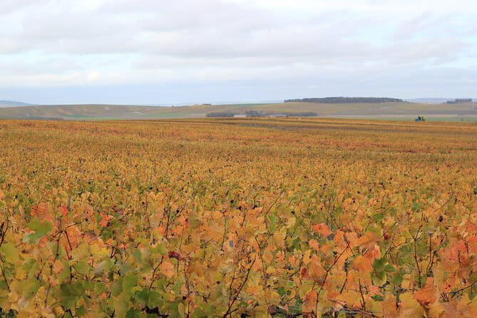 Let's take a walk in the vineyards - Practical Tips for Your Visit