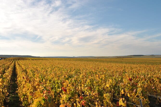 Let's take a walk in the vineyards - The Sum Up