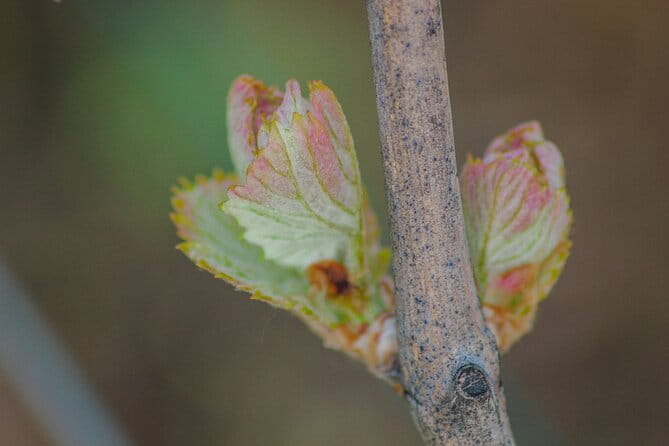 Let's take a walk in the vineyards - Frequently Asked Questions