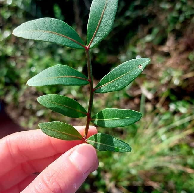 Levanto: Hiking Tour with Creative Workshop! - Exploring Liguria’s Hidden Coastal Path
