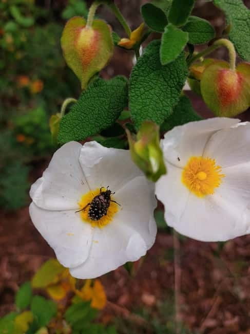 Levanto: Hiking Tour with Creative Workshop! - Price and Logistics